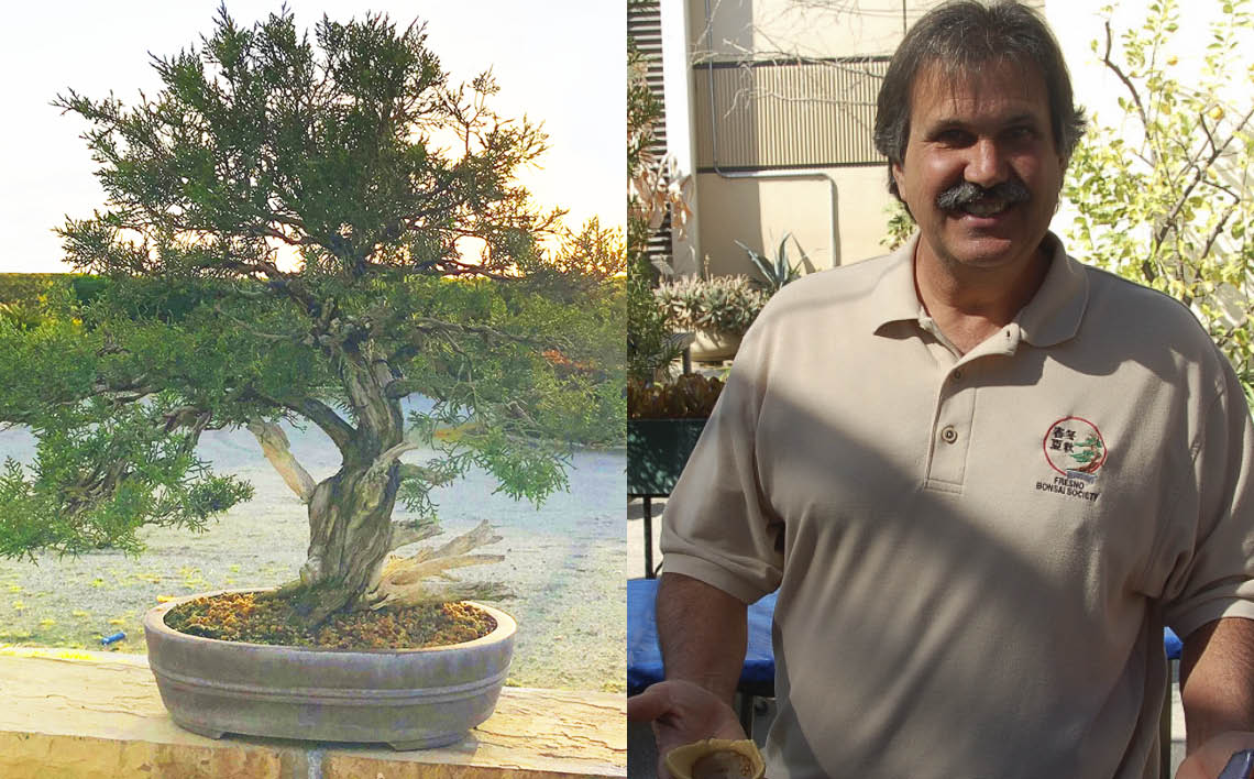 bonsai tree and Steve DaSilva