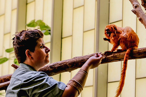 Students present their research at the annual meeting of the American Anthropological Association.       Students practicing archaeological excavation techniques.       Students analyzing fiber artifacts from the collections at Fresno City College.       Students interviewing and filming during an ethnographic project at Fresno City College. Former Fresno City College anthropology student, Ashlee Dotson, working with Golden Lion Tamarins at the Fresno Chaffee Zoo. Ashlee transferred from Fresno City College and completed her Bachelor’s degree in Anthropology at CSU Fresno.”