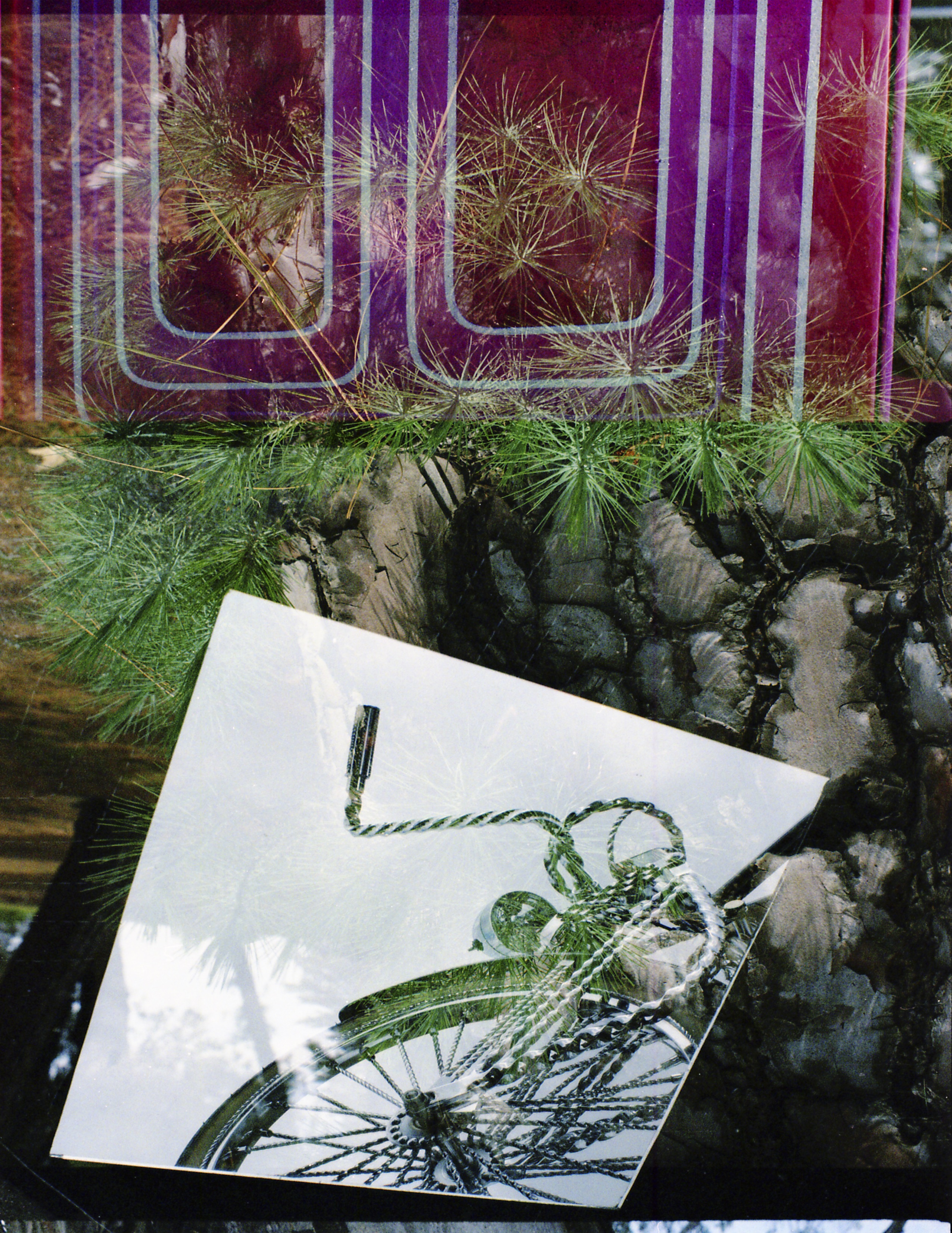 a photograph made using multiple exposures to layer imagery of a bicicyle and a pine tree.