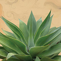 agave plant