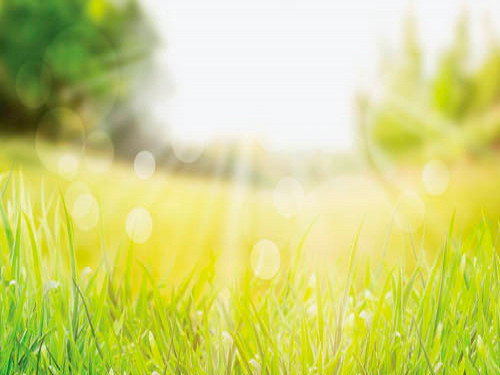 Blue sky and green floral scape